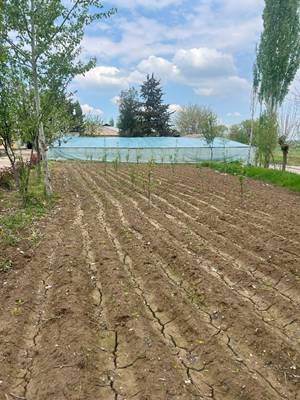 A field with dirt and trees  AI-generated content may be incorrect.